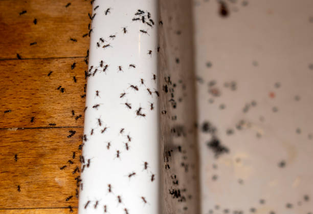 Best Rat Extermination Near Me  in Helena Valley Southeast, MT