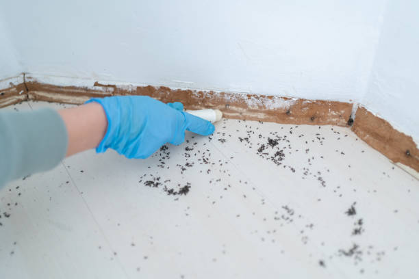 Best Bed Bug Extermination  in Helena Valley Southeast, MT